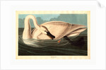 Trumpeter Swan by Anonymous