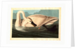 Trumpeter Swan by Anonymous
