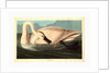 Trumpeter Swan by Anonymous