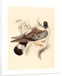 Columba Leuconota (Snow Pigeon) by Anonymous