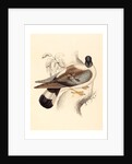 Columba Leuconota (Snow Pigeon) by Anonymous
