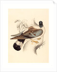 Columba Leuconota (Snow Pigeon) by Anonymous