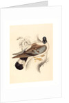Columba Leuconota (Snow Pigeon) by Anonymous
