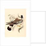 Columba Leuconota (Snow Pigeon) by Anonymous