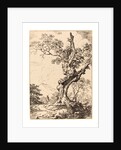 Study of an Old Oak Tree by Anonymous