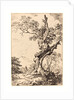 Study of an Old Oak Tree by Anonymous