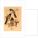 Trogan Variegatus by Anonymous