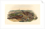 Caprimulgus Europaeus (Nightjar) by Anonymous