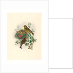 Ligurinus Chloris (Greenfinch) by Anonymous