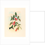 Eucephala Smaragdocaerulea (Gould's Wood Nymph) by Anonymous