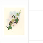 Spathura Underwoodi (White-Footed Racket-Tail) by Anonymous