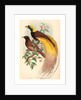 Bird of Paradise (Paradisea Apoda) by Anonymous