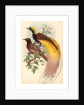 Bird of Paradise (Paradisea Apoda) by Anonymous