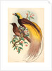 Bird of Paradise (Paradisea Apoda) by Anonymous