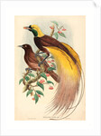 Bird of Paradise (Paradisea Apoda) by Anonymous