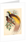 Bird of Paradise (Paradisea Apoda) by Anonymous