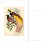 Bird of Paradise (Paradisea Apoda) by Anonymous