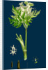 Myrrhis Odorata; Sweet Cicely by Anonymous