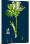 Myrrhis Odorata; Sweet Cicely by Anonymous