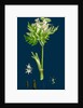 Myrrhis Odorata; Sweet Cicely by Anonymous