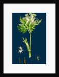 Myrrhis Odorata; Sweet Cicely by Anonymous
