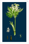 Myrrhis Odorata; Sweet Cicely by Anonymous