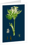 Myrrhis Odorata; Sweet Cicely by Anonymous