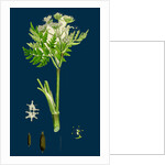 Myrrhis Odorata; Sweet Cicely by Anonymous