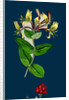 Lonicera Periclymenum; Common Woodbine by Anonymous