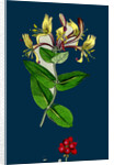 Lonicera Periclymenum; Common Woodbine by Anonymous