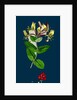 Lonicera Periclymenum; Common Woodbine by Anonymous