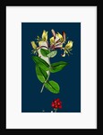 Lonicera Periclymenum; Common Woodbine by Anonymous
