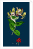 Lonicera Periclymenum; Common Woodbine by Anonymous