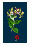 Lonicera Periclymenum; Common Woodbine by Anonymous