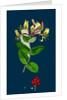 Lonicera Periclymenum; Common Woodbine by Anonymous