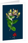 Lonicera Periclymenum; Common Woodbine by Anonymous
