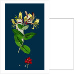 Lonicera Periclymenum; Common Woodbine by Anonymous