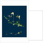 Linnaea Borealis; Two-Flowered Linnaea by Anonymous