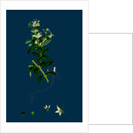 Rubia Peregrina; Wild Madder by Anonymous