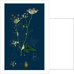 Caucalis Anthriscus; Upright Hedge-Parsley by Anonymous