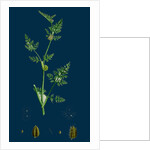 Caucalis Nodosa; Knotted Hedge-Parsley by Anonymous