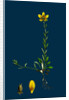 Saxifraga Hirculus; Yellow Marsh Saxifrage by Anonymous