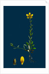 Saxifraga Hirculus; Yellow Marsh Saxifrage by Anonymous
