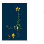 Saxifraga Hirculus; Yellow Marsh Saxifrage by Anonymous