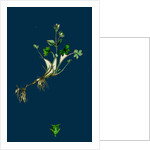 Saxifraga Rivularis; Alpine Brook Saxifrage by Anonymous