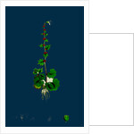 Saxifraga Cernua; Drooping Alpine Saxifrage by Anonymous