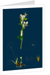 Saxifraga Granulata; White Meadow Saxifrage by Anonymous