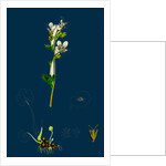 Saxifraga Granulata; White Meadow Saxifrage by Anonymous