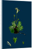 Saxifraga Hirta, Var. Affinis; Irish Mossy Saxifrage, Var. Y. by Anonymous