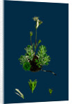 Saxifraga Hirta, Var. Affinis; Irish Mossy Saxifrage, Var. Y. by Anonymous